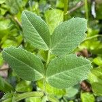 Vicia serratifolia Leaf