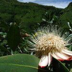 Protea madiensis Flor