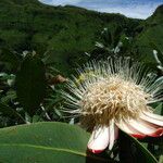 Protea madiensis Flower