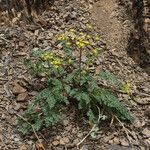 Lomatium martindalei ᱛᱟᱦᱮᱸ