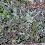 Teucrium rouyanum عادت داشتن