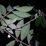 Sericanthe lowryana Leaf