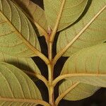 Psidium guineense Frunză
