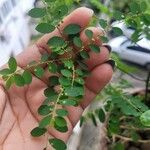 Euphorbia prostrata Лист