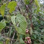 Gouania lupuloides Leaf