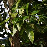 Sapium glandulosum Leaf