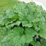 Rheum officinale Feuille