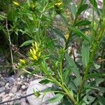 Linum flavum Blad