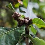 Quercus × rosacea Otro