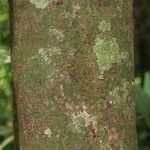 Elvasia elvasioides Bark