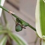 Chlorophytum comosum Plod