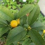 Citrus japonica ഫലം