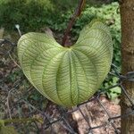 Dioscorea bulbifera Blatt