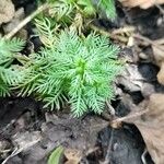 Myriophyllum aquaticum Листок