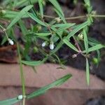 Oldenlandia lancifolia Leaf