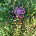 Leopoldia comosa Flower