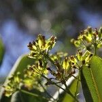 Myodocarpus crassifolius Fruto