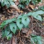 Ruscus hypoglossum Blad