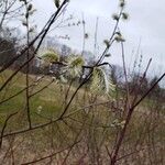 Salix discolor Blomma