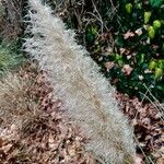 Cortaderia selloana Fruit