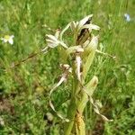 Himantoglossum hircinumBlodyn