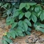 Begonia blancii Hoja