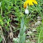 Senecio doronicum Buveinė