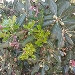 Pittosporum tobiraFruto