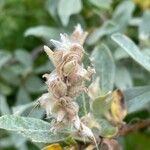 Salix glauca Flower