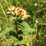 Pluchea foetida Habitus