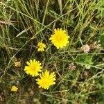 Crepis capillaris Хабит