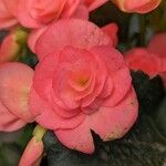 Begonia cucullata cv. 'Doublet Rose Pink' Blodyn