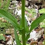 Allium giganteum Hoja