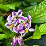 Solanum muricatum Blüte