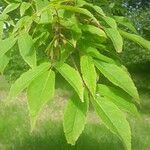 Acer mandshuricum Blatt