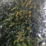 Pterocarpus indicus ফুল