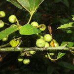 Ocotea floribunda Plod