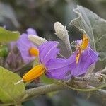 Solanum violaceum Blomst