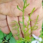 Erucaria hispanica Hoja