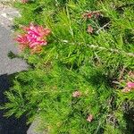 Grevillea rosmarinifolia Цветок