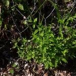 Epilobium roseum Flors