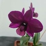 Dendrobium victoriae-reginaeFlor