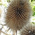 Dipsacus sativus 果実