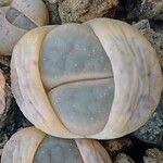 Lithops dinteri Blatt