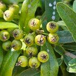 Pyracantha koidzumii Frucht