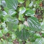 Ageratina adenophora Blatt