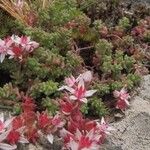 Sedum anglicum Floare