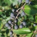 Ligustrum sinense Fruit