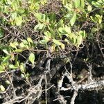 Laguncularia racemosa Rusca