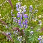 Lupinus nootkatensis Цвят